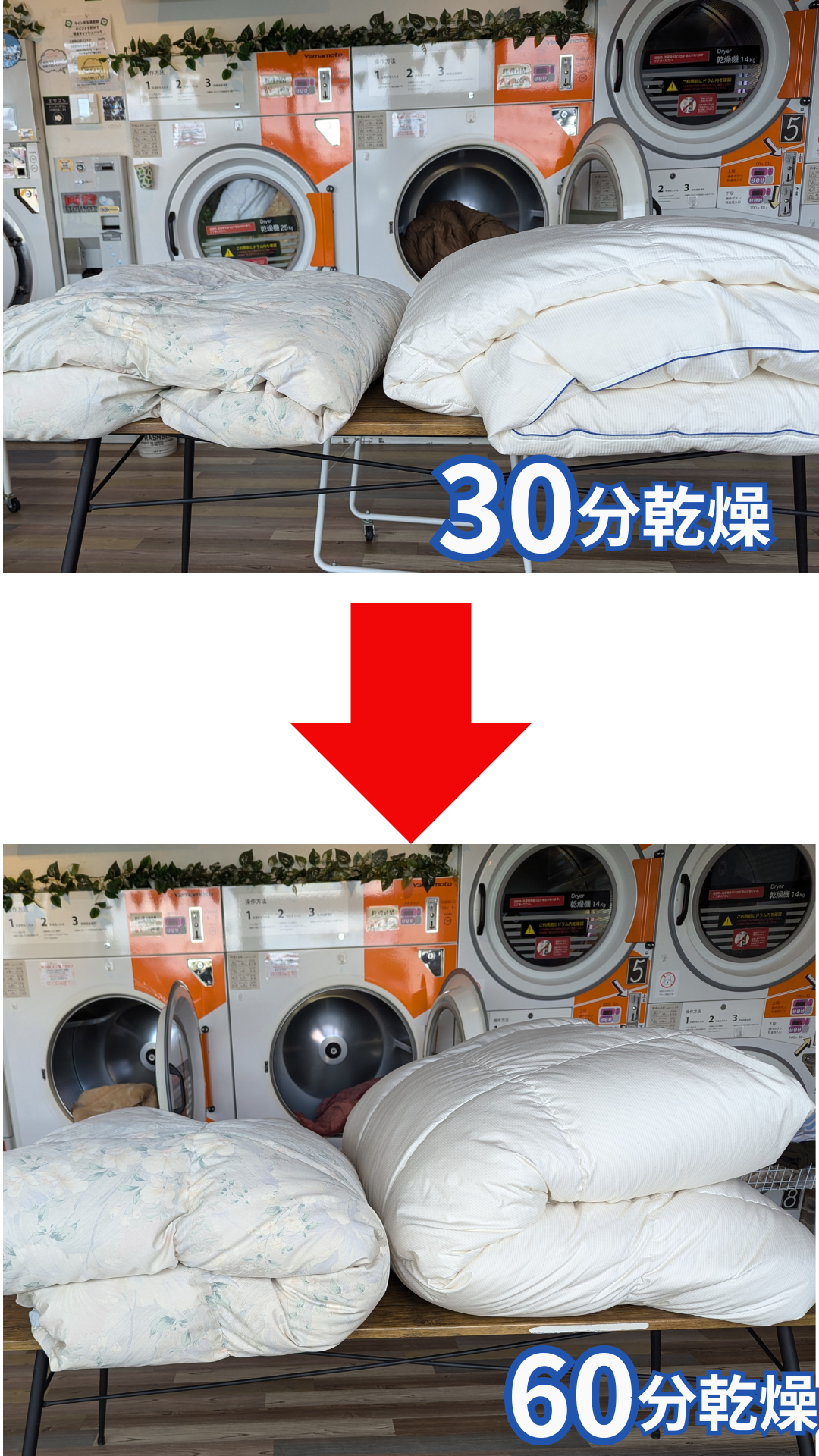 乾燥30分と60分の比較 - 布団がふっくら復活